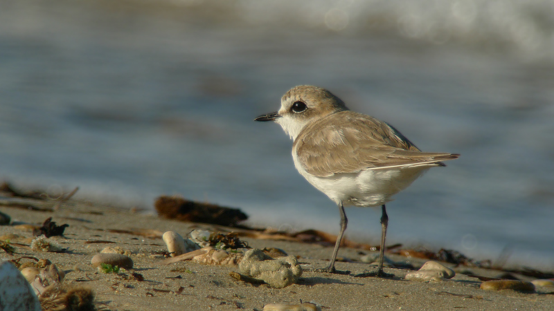 Fratino- Charadrius alexandrinus